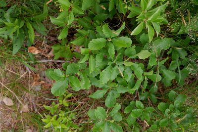 Quercus prinoides, photographed by Bonnie Semmling