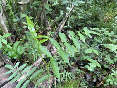 Oxypolis rigidior, photographed by Reid Hardin