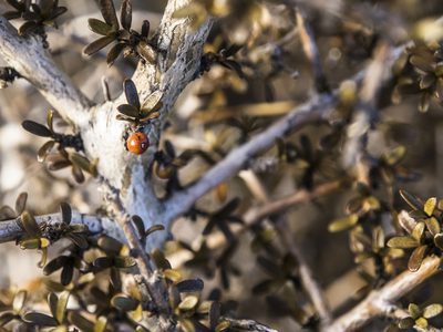 Coprosma decurva, photographed by Cara-Lisa Schloots