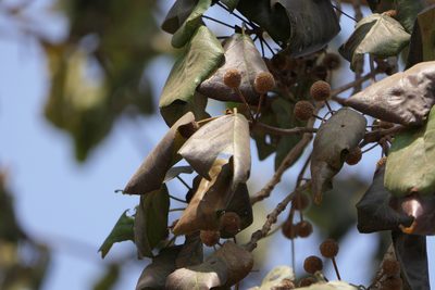 Adina cordifolia