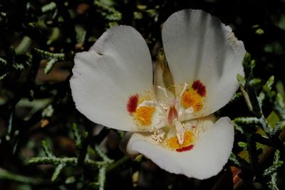 Calochortus dunnii, photographed by Madeleine Claire