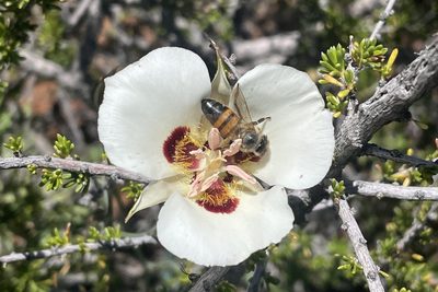 Calochortus dunnii, photographed by Madeleine Claire
