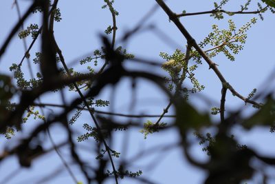 Combretum albidum, photographed by Dinesh Valke
