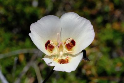 Calochortus dunnii, photographed by Madeleine Claire