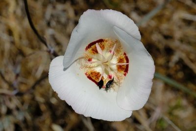 Calochortus dunnii, photographed by Madeleine Claire