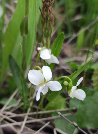 Viola patrinii, photographed by Юлия