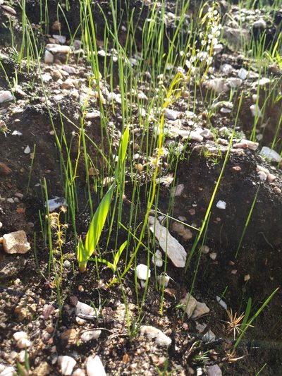 Drosera heterophylla, photographed by Em Lamond