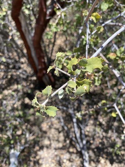 Quercus palmeri, photographed by Kate Harper