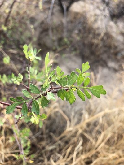 Bursera laxiflora, photographed by Enrique Martínez Núñez