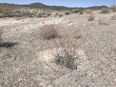 Eriogonum nummulare, photographed by Tim Messick