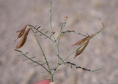 Astragalus casei, photographed by Tim Messick