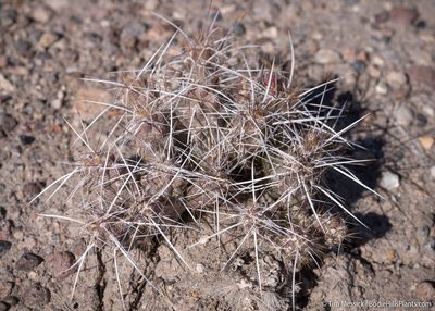 Micropuntia pulchella, photographed by Tim Messick