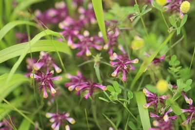 Melampyrum cristatum, photographed by Bee Together