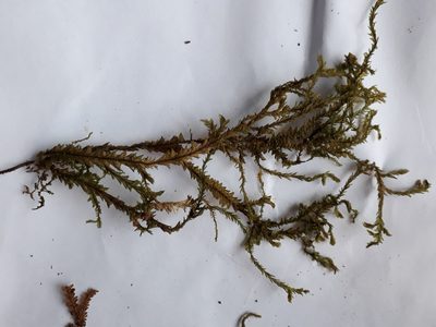 Plagiochila trispicata, photographed by Leon Perrie