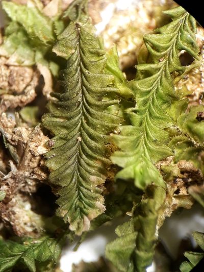 Plagiochila annotina, photographed by Leon Perrie