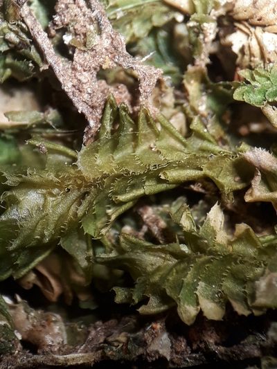 Plagiochila annotina, photographed by Leon Perrie