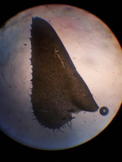 Plagiochila annotina, photographed by Leon Perrie