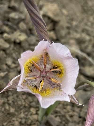 Calochortus persistens, photographed by Dee Shea Himes