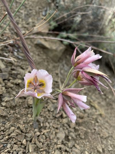 Calochortus persistens, photographed by Dee Shea Himes