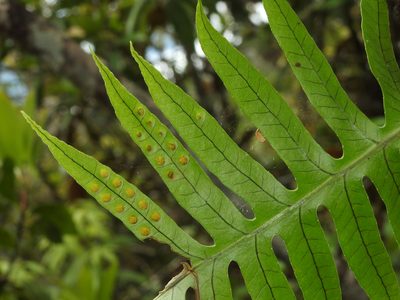 Selliguea echinospora, photographed by Jacy Chen
