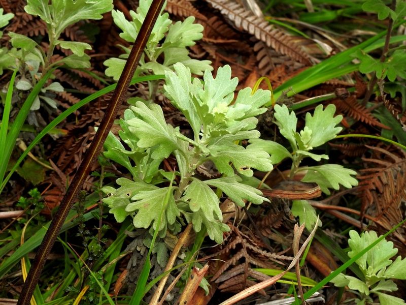 Chrysanthemum morii, photographed by Jacy Chen