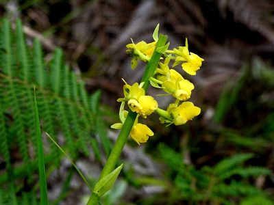 Calanthe davidii, photographed by Jacy Chen