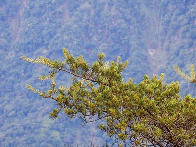 Pinus morrisonicola, photographed by Jacy Chen