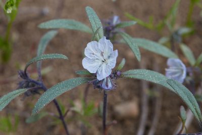 Phacelia pringlei, photographed by Ken-ichi Ueda