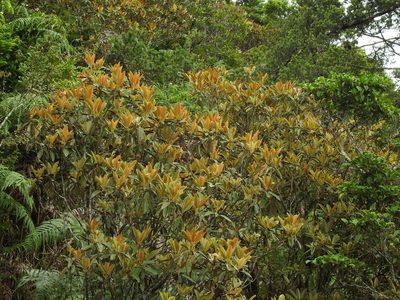 Rhododendron hyperythrum, photographed by Jacy Chen
