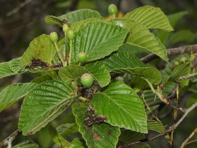 Alniaria alnifolia, photographed by Jacy Chen