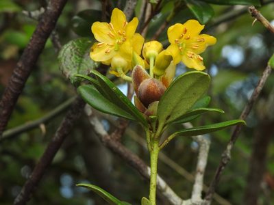 Rhododendron kawakamii, photographed by Jacy Chen