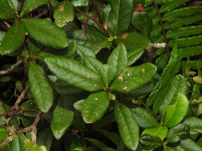 Berberis schaaliae, photographed by Jacy Chen
