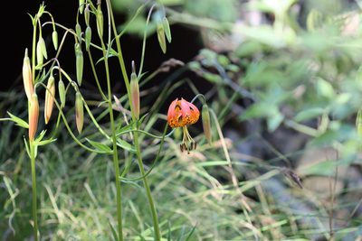 Lilium pardalinum, photographed by Sarah Zukoff