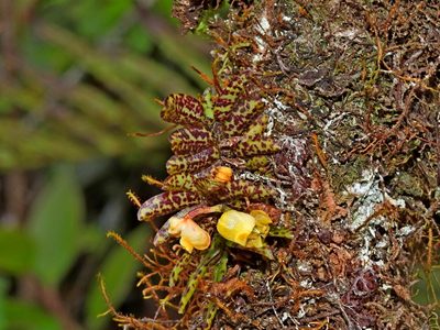Gastrochilus fuscopunctatus, photographed by Jacy Chen