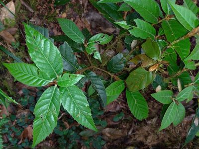Quercus tatakaensis, photographed by Jacy Chen