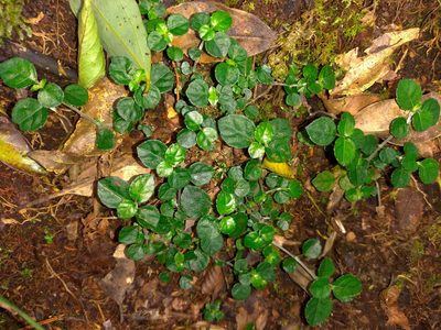 Mitchella undulata, photographed by Jacy Chen