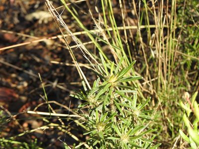 Pultenaea petiolaris, photographed by Greg Tasney