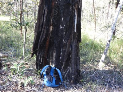 Lysicarpus angustifolius, photographed by Greg Tasney