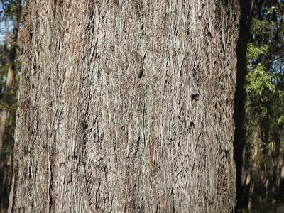 Eucalyptus baileyana, photographed by Greg Tasney