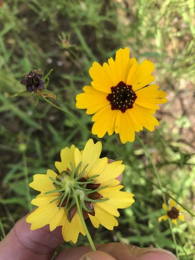 Coreopsis wrightii, photographed by Sam Kieschnick