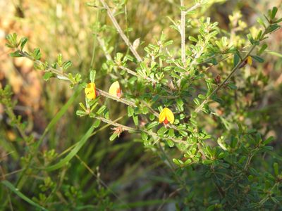 Pultenaea scabra, photographed by Greg Tasney