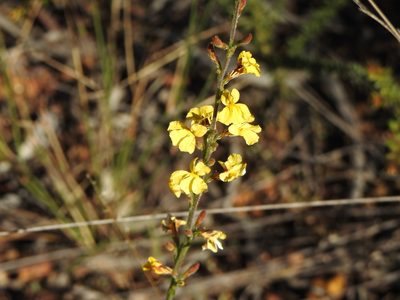 Goodenia bellidifolia, photographed by Greg Tasney