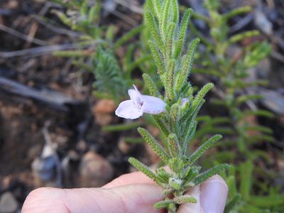 Chloanthes parviflora, photographed by Greg Tasney