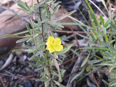 Hibbertia obtusifolia, photographed by Greg Tasney
