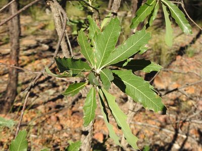 Xylomelum salicinum, photographed by Greg Tasney