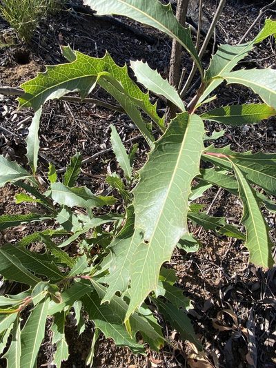 Xylomelum salicinum, photographed by Greg Tasney