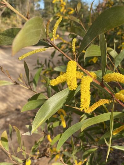 Acacia julifera, photographed by Greg Tasney