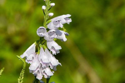 Physostegia angustifolia, photographed by Jay Pruett