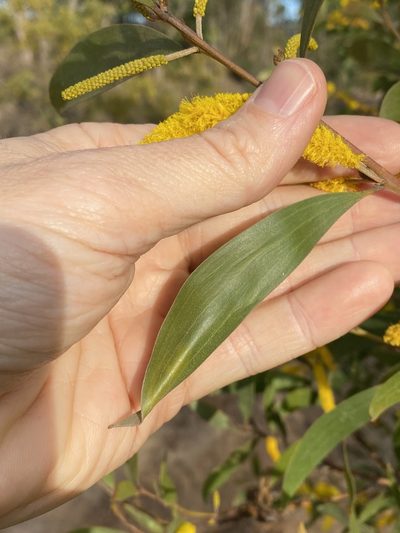 Acacia julifera, photographed by Greg Tasney