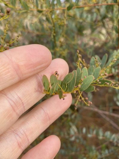 Acacia buxifolia, photographed by Greg Tasney